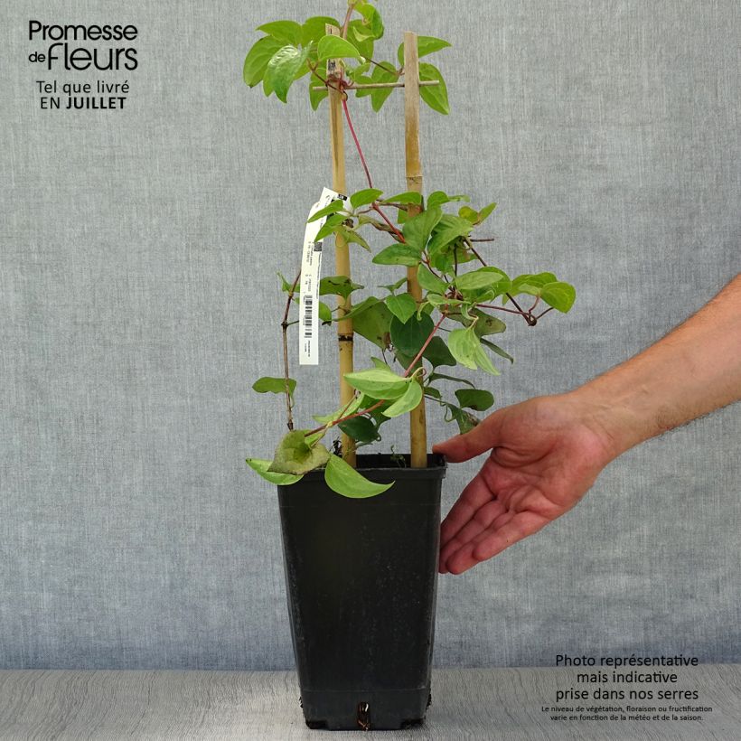 Esemplare di Clematis Mme Lecoultre - Clematide Vaso da 2L/3L consegnato in estate