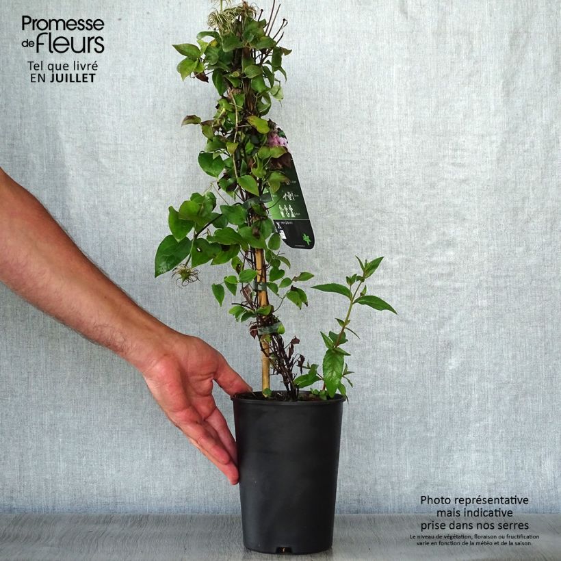 Esemplare di Clematis Pink Fantasy - Clematide Vaso da 2L/3L consegnato in estate