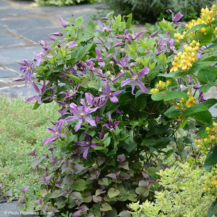 Clematis Saphyra Estrella - Clematide (Porto)