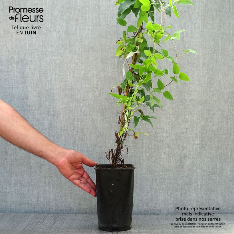 Esemplare di Clematis Sparkler - Clematide Vaso da 2L/3L consegnato in estate