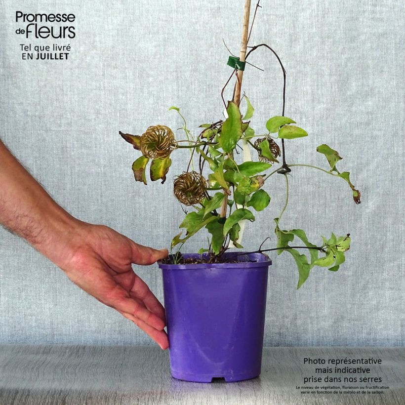 Esemplare di Clematis Wildfire - Clematide Vaso da 1,5L/2L consegnato in estate