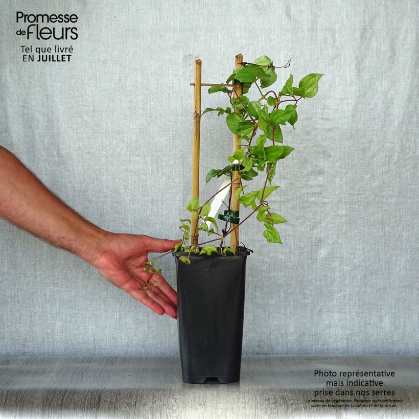 Esemplare di Clematis Xerxes - Clematide Vaso da 2L/3L consegnato in estate
