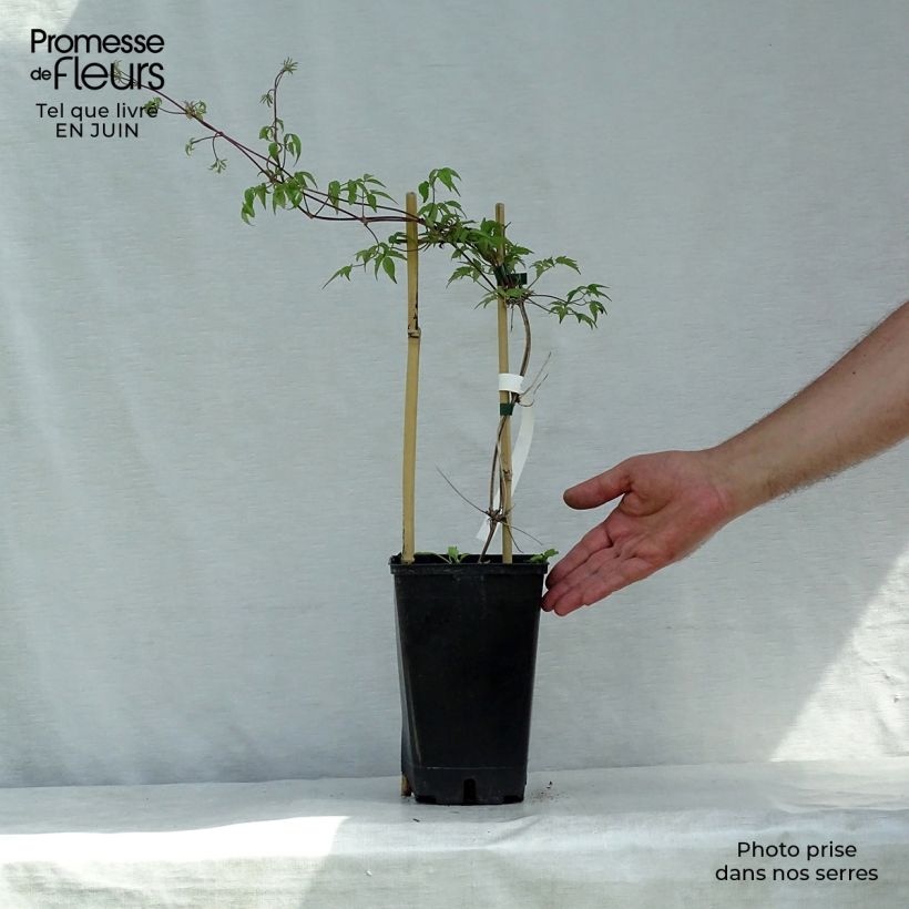 Esemplare di Clematis Blue Dancer - Clematide Vaso da 2L/3L consegnato in estate
