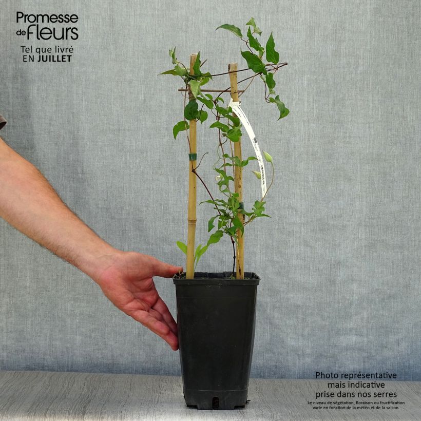 Esemplare di Clematis florida Utopia - Clematide Vaso da 2L/3L consegnato in estate