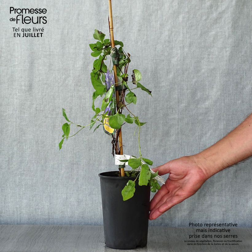 Esemplare di Clematis Happy Birthday - Clematide Vaso da 1,5L/2L consegnato in estate