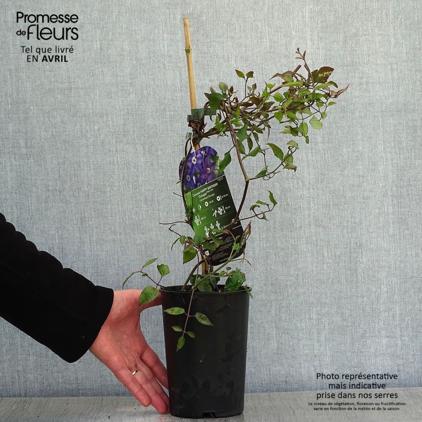 Clematis Happy Birthday - Clematide Vaso da 1,5L/2L esemplare consegnato in primavera
