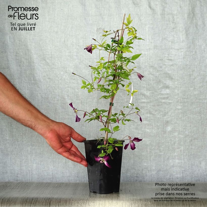 Esemplare di Clematis viticella Walemburg - Clematide Vaso da 1,5L/2LAltezza consegnata circa 60cm consegnato in estate