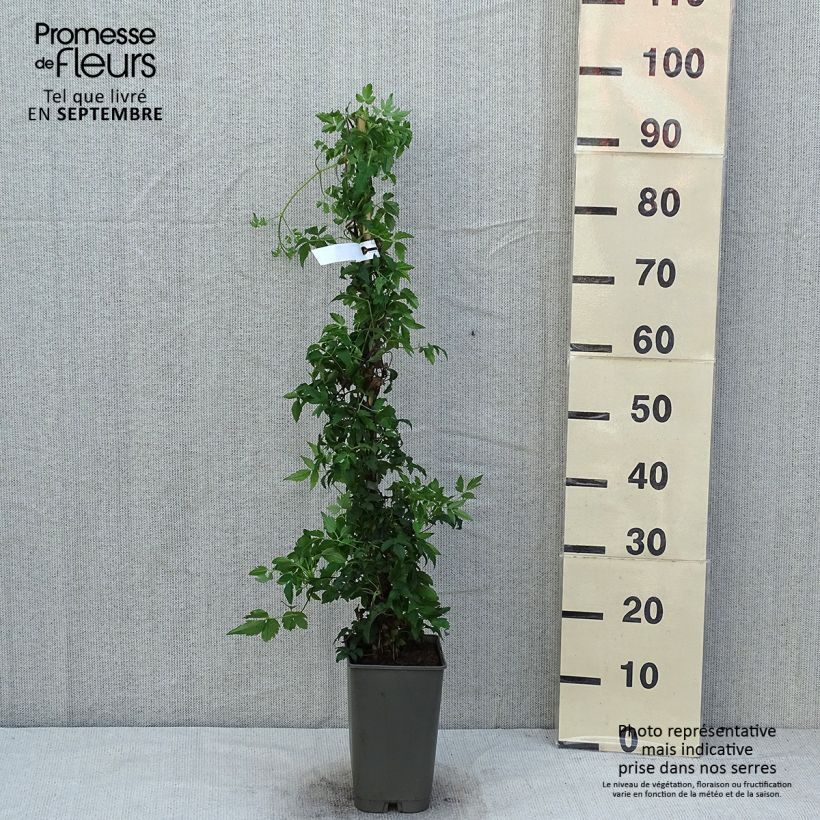 Esemplare di Clematis Willy - Clematide Vaso da 2L/3L consegnato in estate