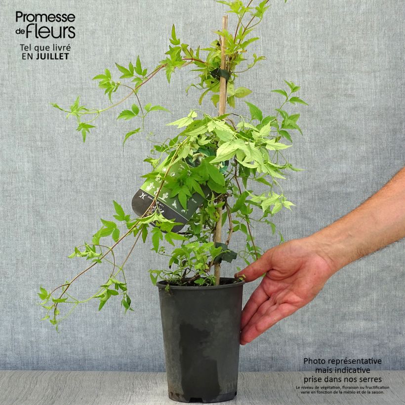 Esemplare di Clematis serratifolia - Clematide Vaso da 1,5L/2L consegnato in estate