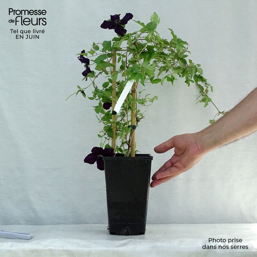 Esemplare di Clematis viticella Dark Eyes - Clematide Vaso da 1,5L/2L consegnato in estate