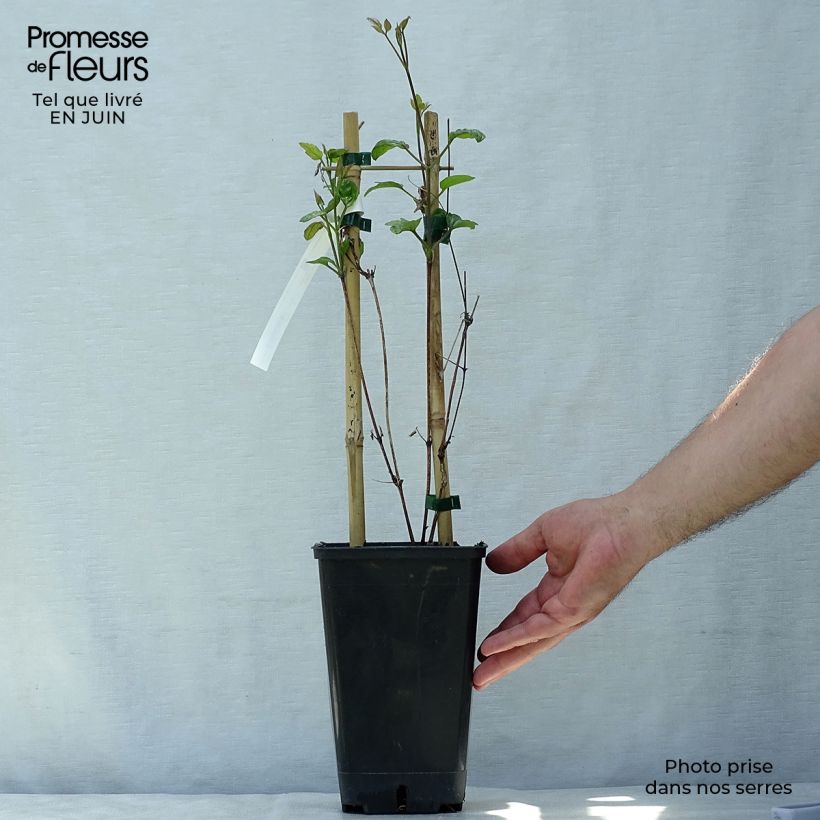 Esemplare di Clematis viticella John Howells - Clematide Vaso da 1,5L/2L consegnato in estate