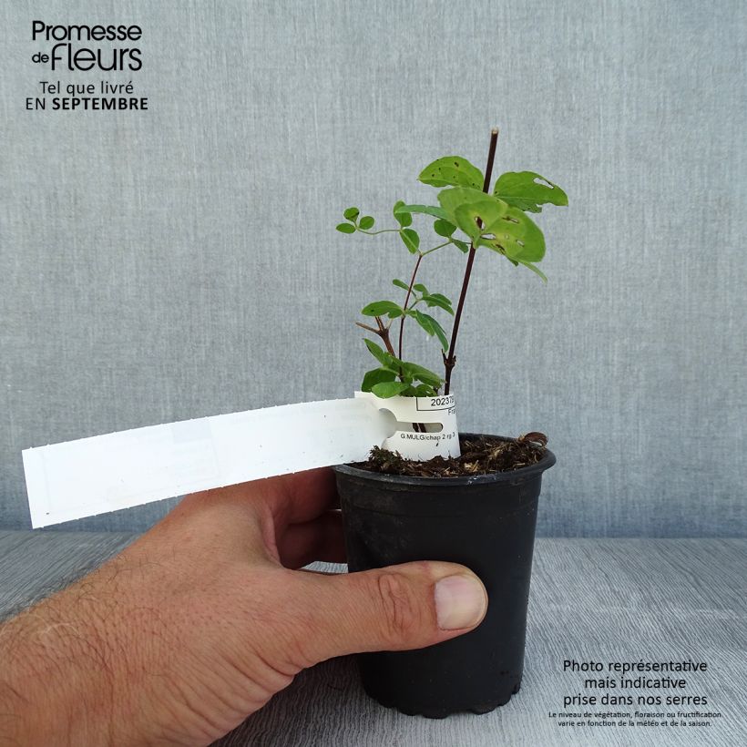 Esemplare di Clematis viticella Purpurea Plena Elegans - Clematide Vasetto da 8/9 cm consegnato in estate