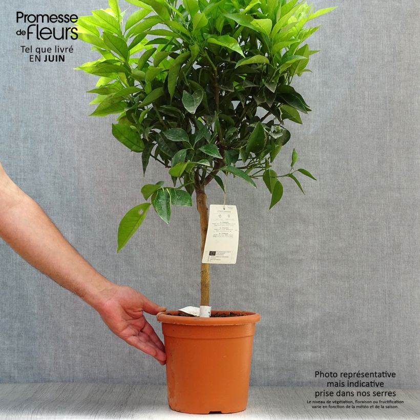 Esemplare di Citrus x clementina Clémentine - Clementina Vaso da 4L/5L, Vaso impalcato basso consegnato in estate