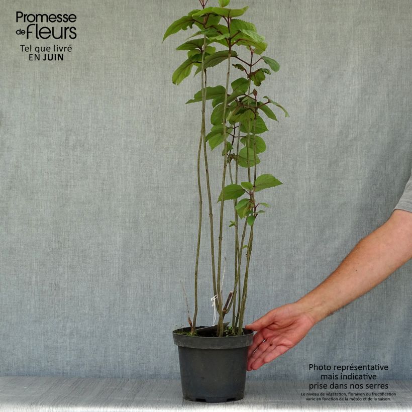 Esemplare di Clerodendrum bungei - Clerodendro Vaso da 2L/3L consegnato in estate