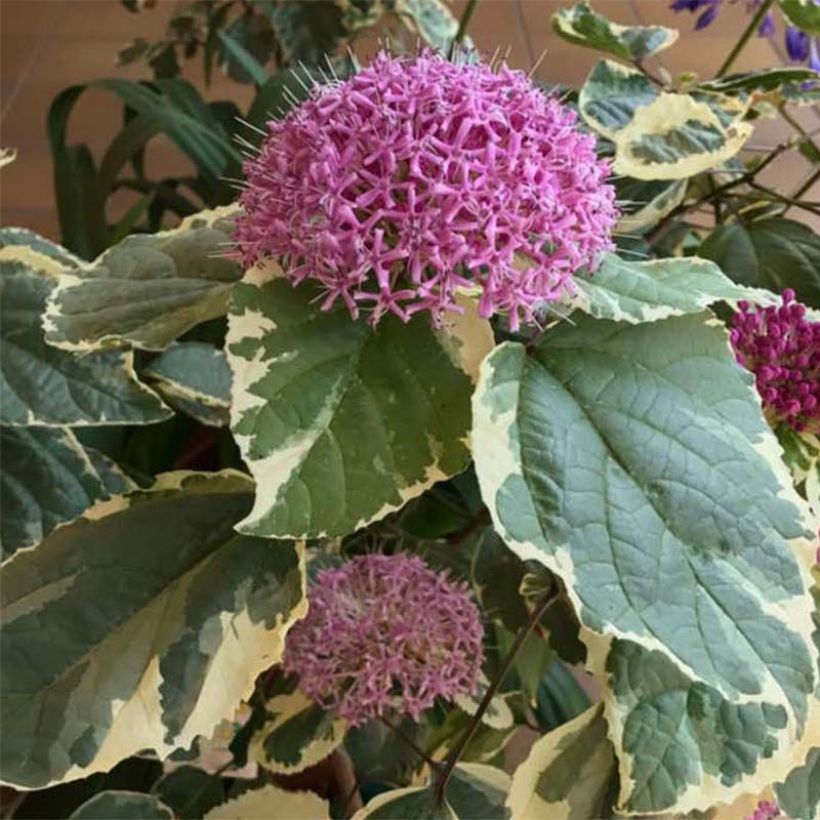 Clerodendro Pink Diamond - Clerodendrum bungei (Fogliame)