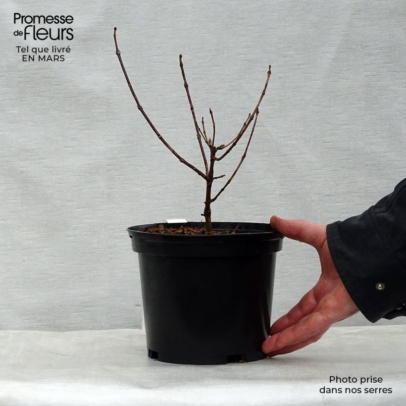 Clerodendro Variegatum - Clerodendrum trichotomum Vaso da 3L/4L esemplare consegnato in primavera