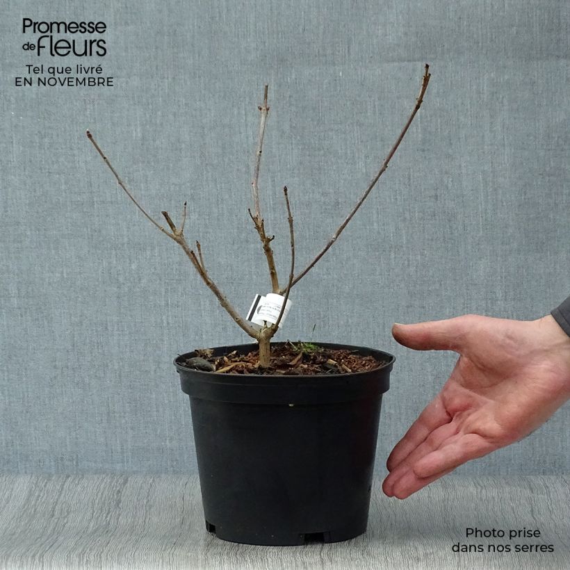 Esemplare di Clerodendro Variegatum - Clerodendrum trichotomum Vaso da 3L/4L come consegnato in autunno