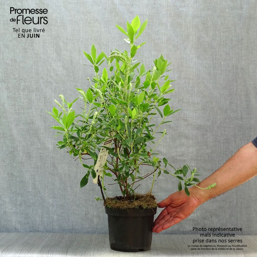 Esemplare di Clethra alnifolia Hummingbird Vaso da 3L/4L consegnato in estate