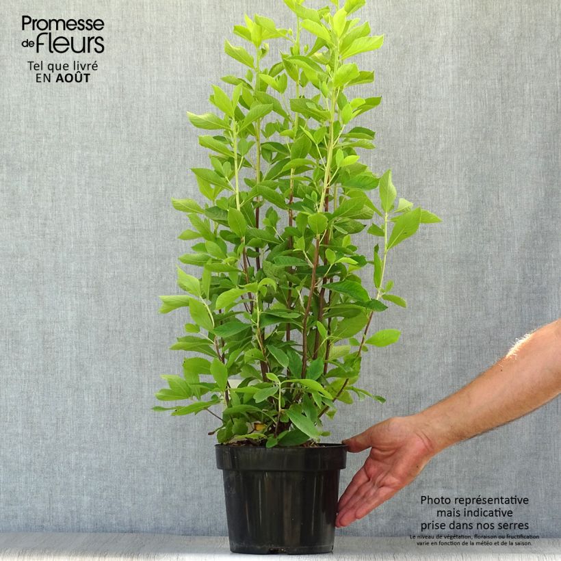 Esemplare di Clethra alnifolia Ruby Spice Vaso da 3L/4L consegnato in estate