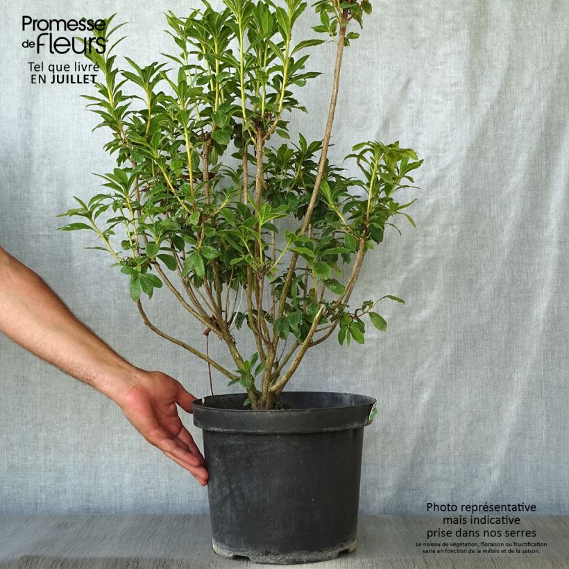 Esemplare di Clethra alnifolia Sixteen Candles Vaso da 7,5L/10L consegnato in estate