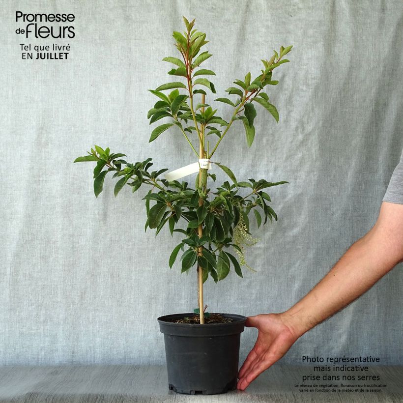 Esemplare di Clethra barbinervis Great Star Minbarb Vaso da 4L/5L consegnato in estate
