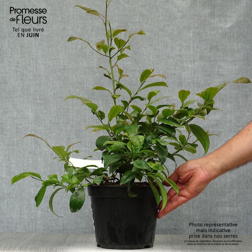 Esemplare di Cleyera japonica Vaso da 4L/5L consegnato in estate