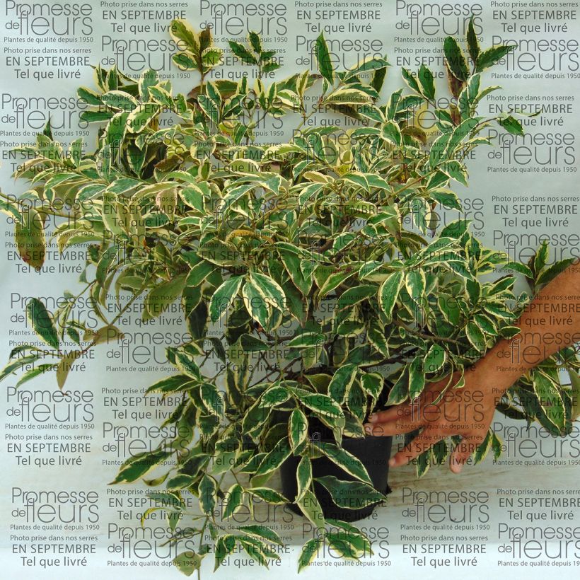 Esempio di esemplare Cleyera japonica Variegata - Eurya ochnacea Pot de 4L/5L come consegnato