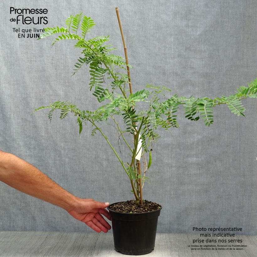 Esemplare di Clianthus puniceus Flamingo - Becco di Pappagallo Vaso da 3L/4L consegnato in estate