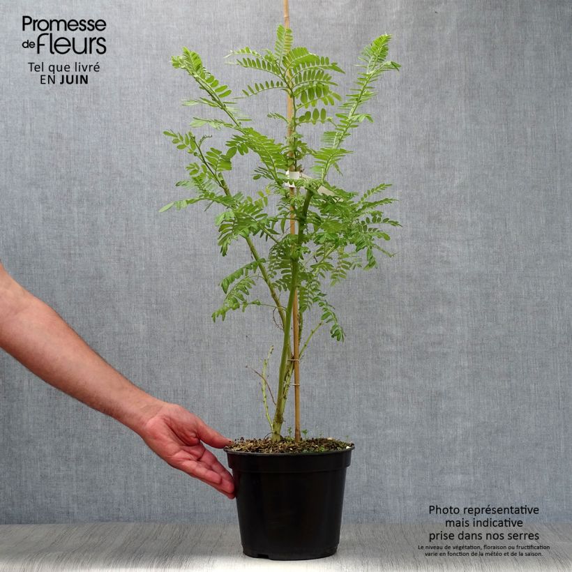 Esemplare di Clianthus puniceus Kaka King - Becco di Pappagallo Vaso da 4L/5L consegnato in estate