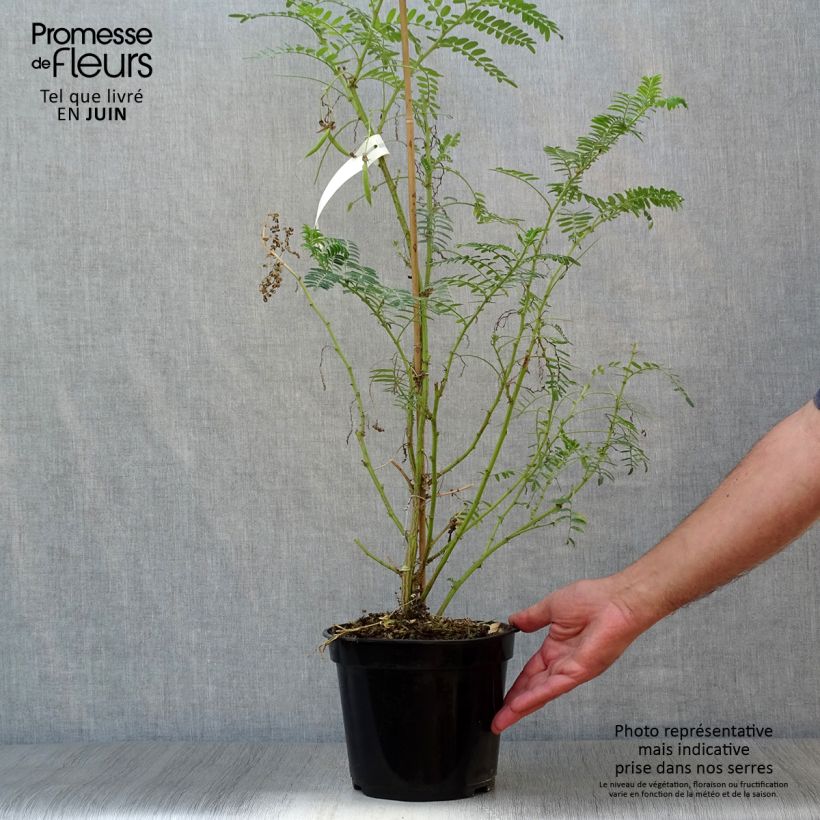 Esemplare di Clianthus puniceus White Heron - Becco di Pappagallo Vaso da 3L/4L consegnato in estate