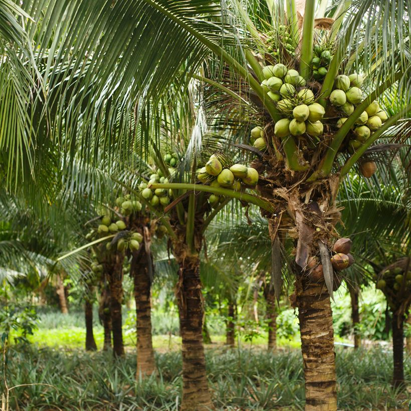 Cocos nucifera - Palma da cocco (Porto)