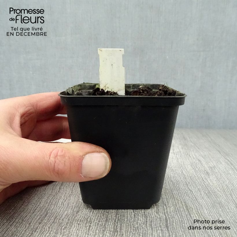 Codonopsis clematidea Vasetto da 8/9 cm esemplare consegnato in inverno
