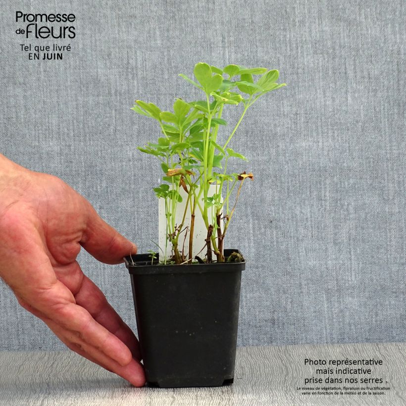 Esemplare di Dicentra spectabilis Alba - Cuore di Maria Vasetto da 8/9 cm consegnato in estate