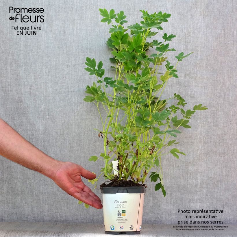 Esemplare di Dicentra spectabilis Alba - Cuore di Maria Vaso da 2L/3L consegnato in estate