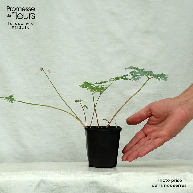 Esemplare di Dicentra eximia Stuart Boothman Vasetto da 8/9 cm consegnato in estate