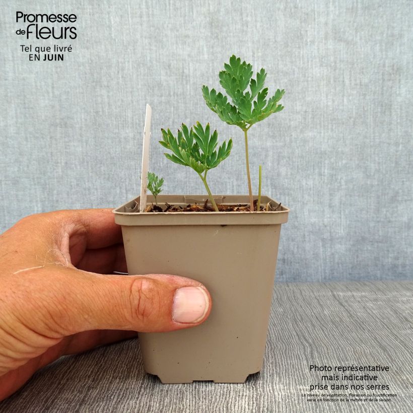 Esemplare di Dicentra formosa Aurora Vasetto da 8/9 cm consegnato in estate