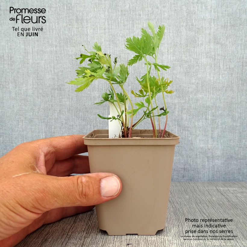 Esemplare di Dicentra formosa Bacchanal Vasetto da 8/9 cm consegnato in estate