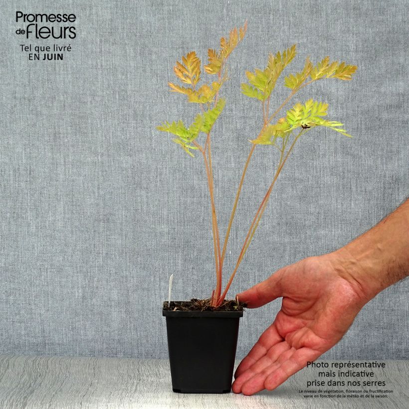 Esemplare di Dicentra formosa Luxuriant Vasetto da 8/9 cm consegnato in estate
