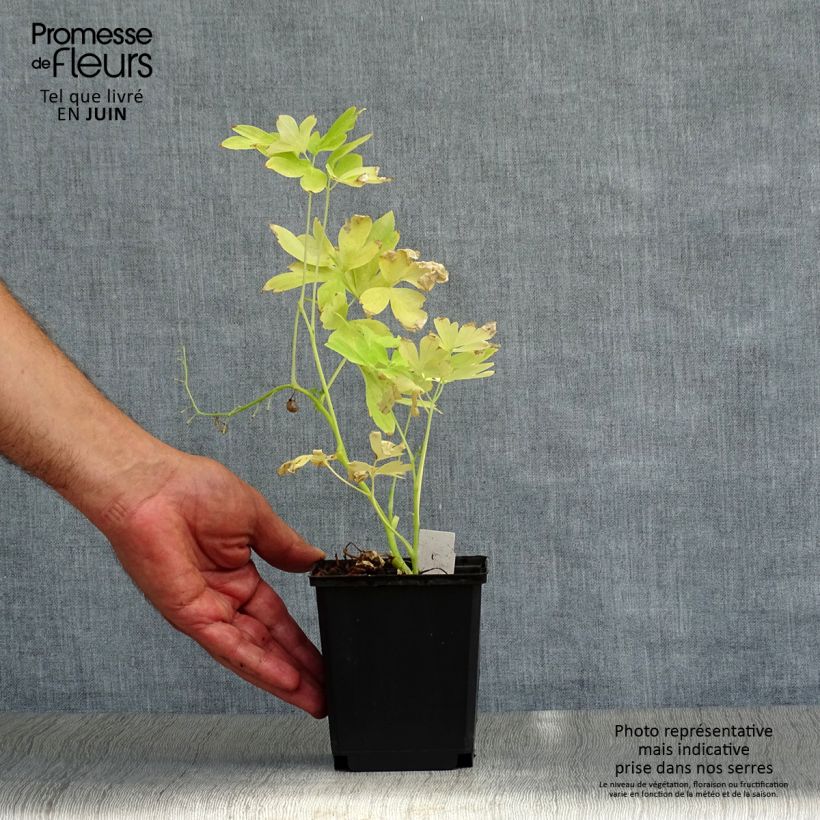 Esemplare di Dicentra spectabilis White Gold - Cuore di Maria Vasetto da 8/9 cm consegnato in estate