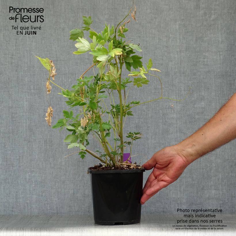 Esemplare di Dicentra spectabilis Yellow Leaf - Cuore di Maria Vaso da 3L/4L consegnato in estate