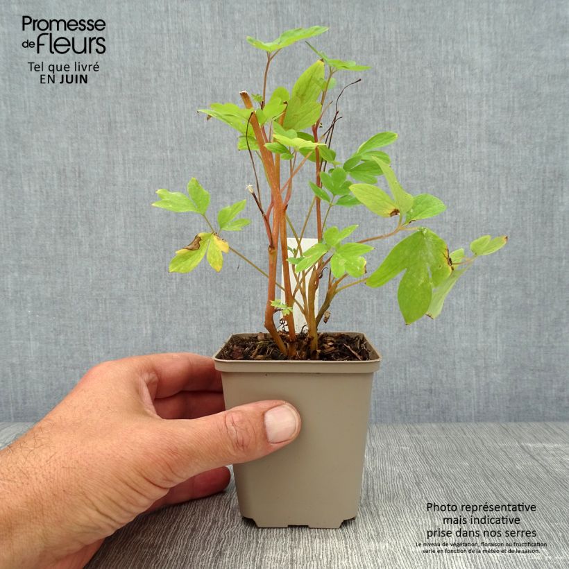 Esemplare di Dicentra spectabilis - Cuore di Maria Vasetto da 8/9 cm consegnato in estate