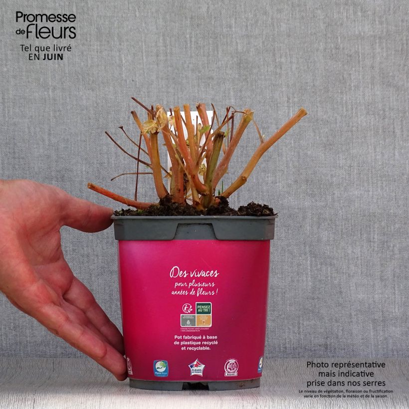 Esemplare di Dicentra spectabilis - Cuore di Maria Vaso da 2L/3L consegnato in estate