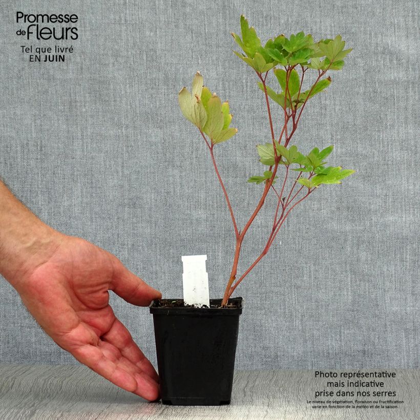 Esemplare di Dicentra spectabilis Valentine - Cuore di Maria Vasetto da 7/8 cm consegnato in estate
