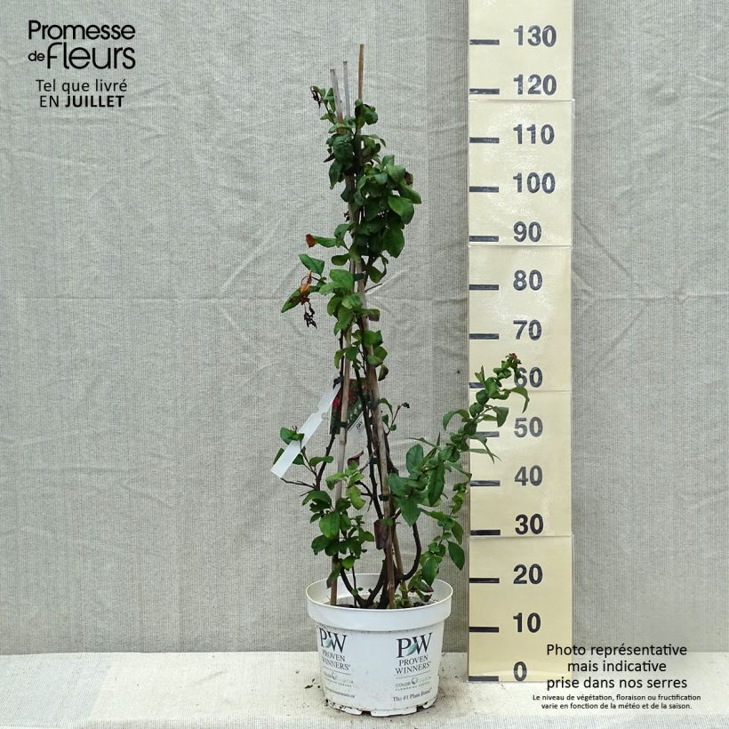 Esemplare di Chaenomeles speciosa Mango Storm - Fior di Pesco Vaso da 7,5L/10L consegnato in estate