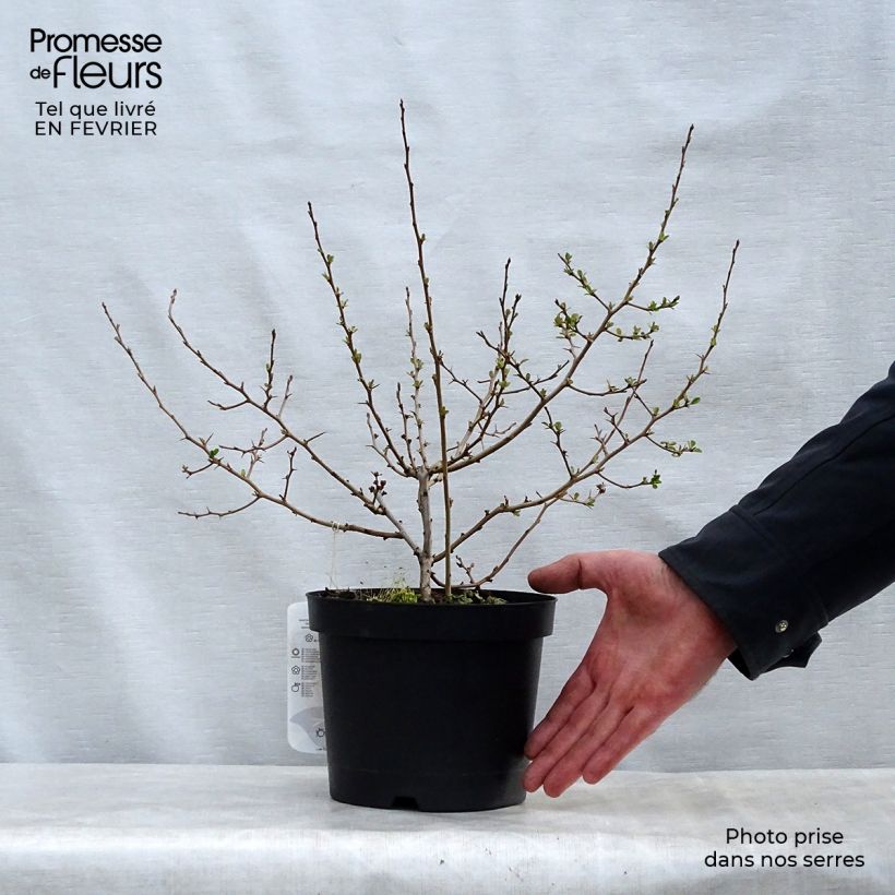 Chaenomeles speciosa Fire dance - Fior di Pesco Vaso da 2L/3L esemplare consegnato in inverno