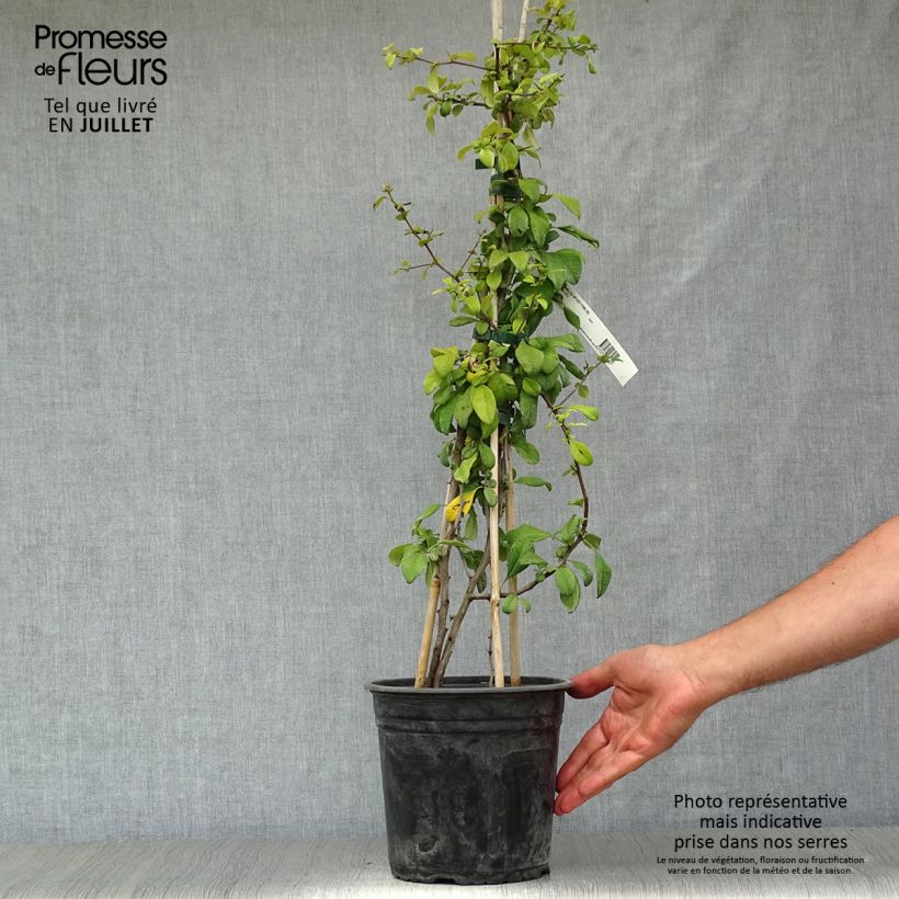 Esemplare di Chaenomeles speciosa Hot Fire - Fior di Pesco Vaso da 4L/5L consegnato in estate