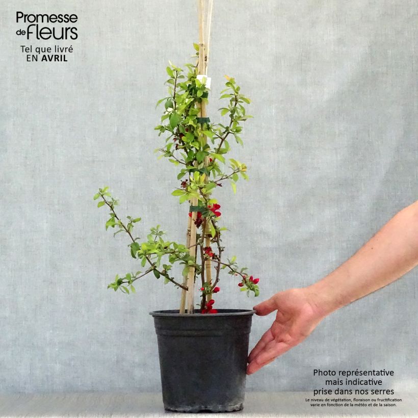 Chaenomeles speciosa Hot Fire - Fior di Pesco Vaso da 4L/5LAltezza consegnata circa 40cm esemplare consegnato in primavera