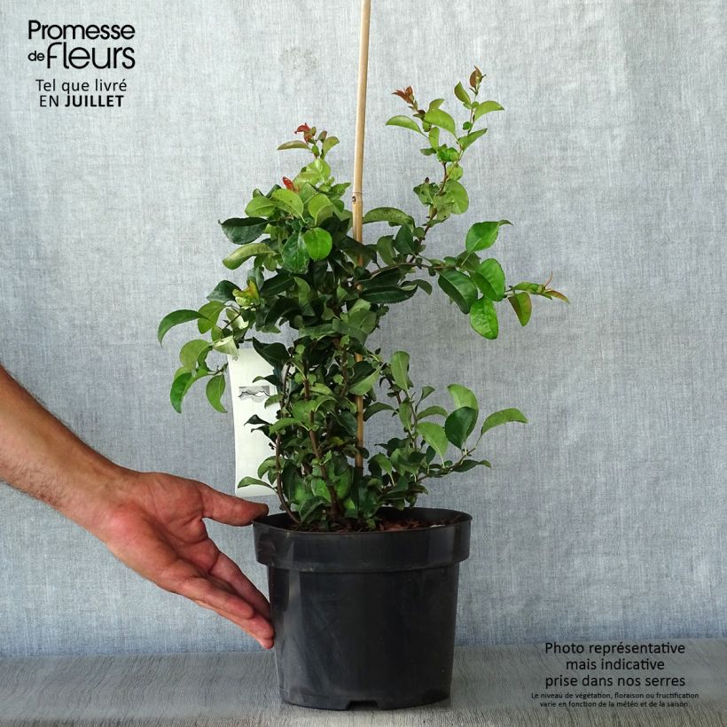 Esemplare di Chaenomeles superba Jet Trail - Fior di Pesco Vaso da 3L/4L consegnato in estate