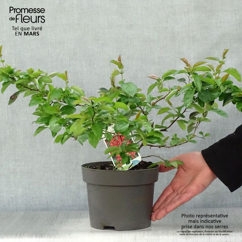 Chaenomeles superba Nicoline - Fior di Pesco Vaso da 2L/3LAltezza consegnata circa 30/40cm esemplare consegnato in primavera