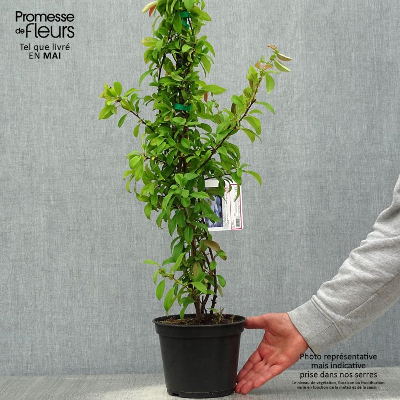 Chaenomeles speciosa Nivalis - Fior di Pesco Vaso da 2L/3LAltezza consegnata circa 40cm esemplare consegnato in primavera